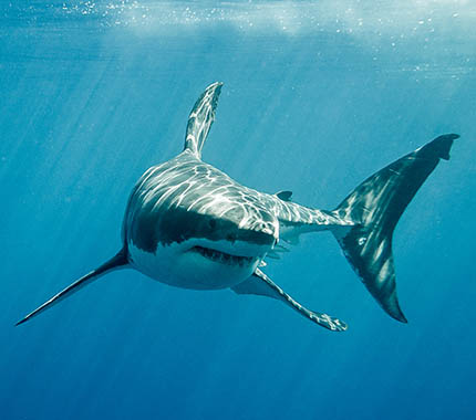 Растворенные газы